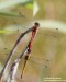 Vážka rudá (Vážky), Sympetrum sanguineum, Anisoptera (Odonata)